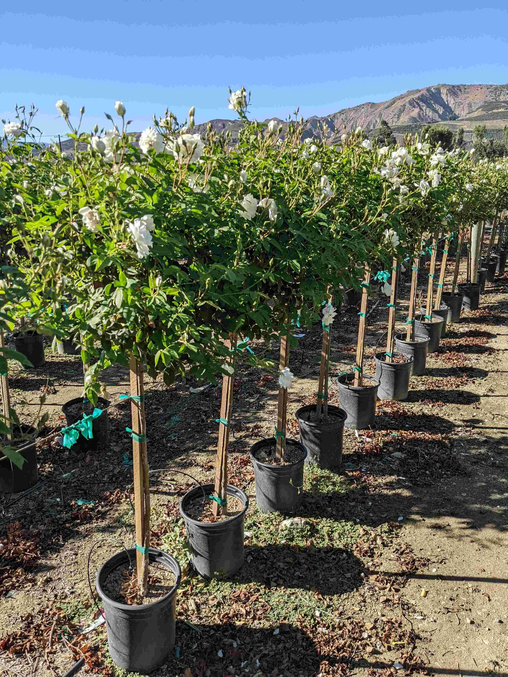 Iceberg Rose Patio Tree 36