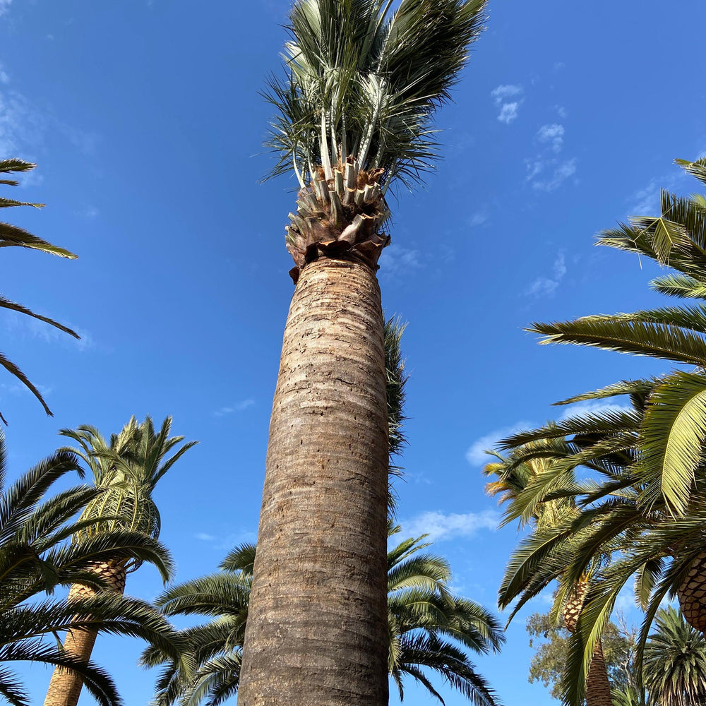 Chilean Wine Palm (Jubaea chilensis) - Pulled Nursery