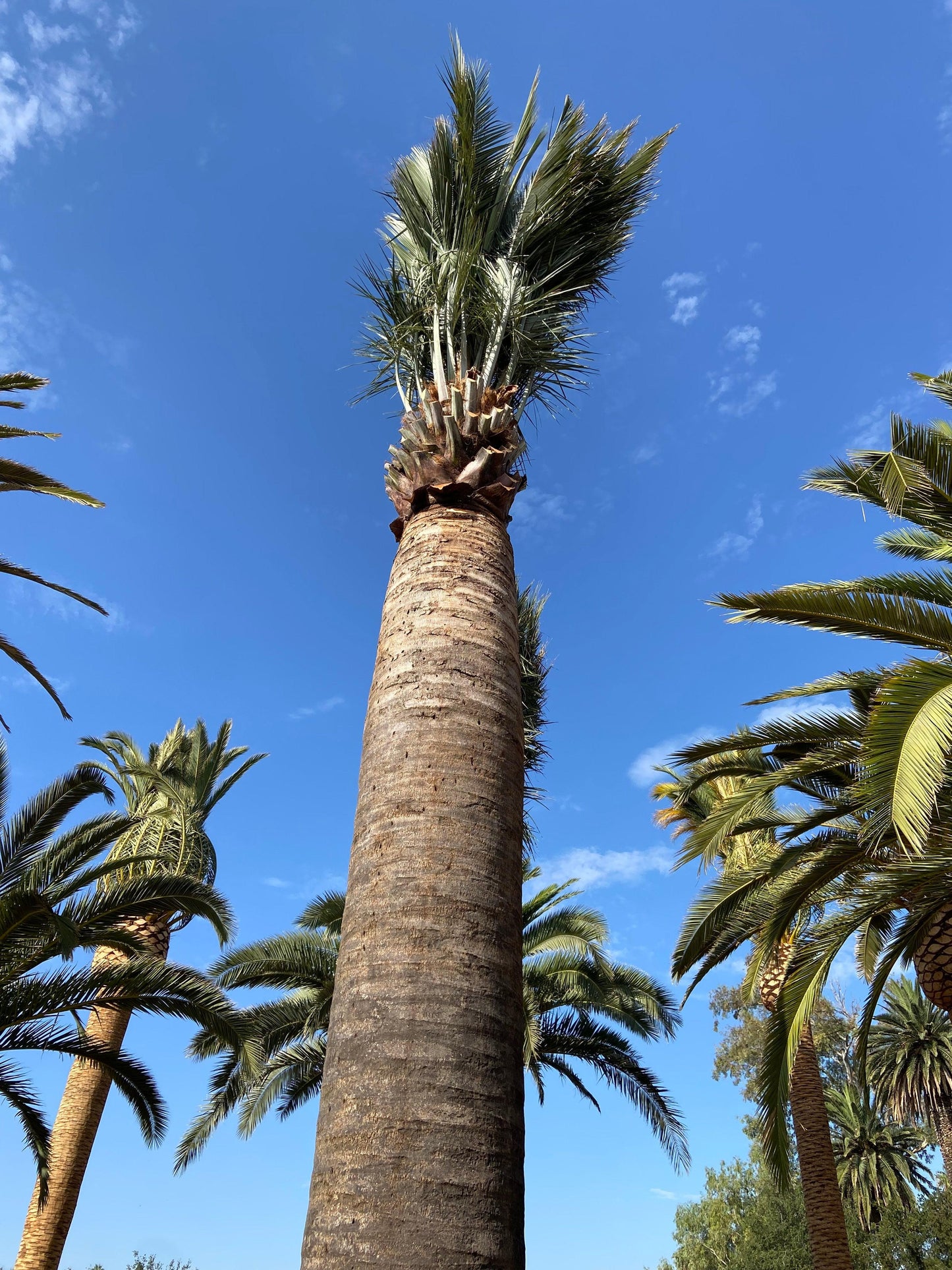 Chilean Wine Palm (Jubaea chilensis) - Pulled Nursery