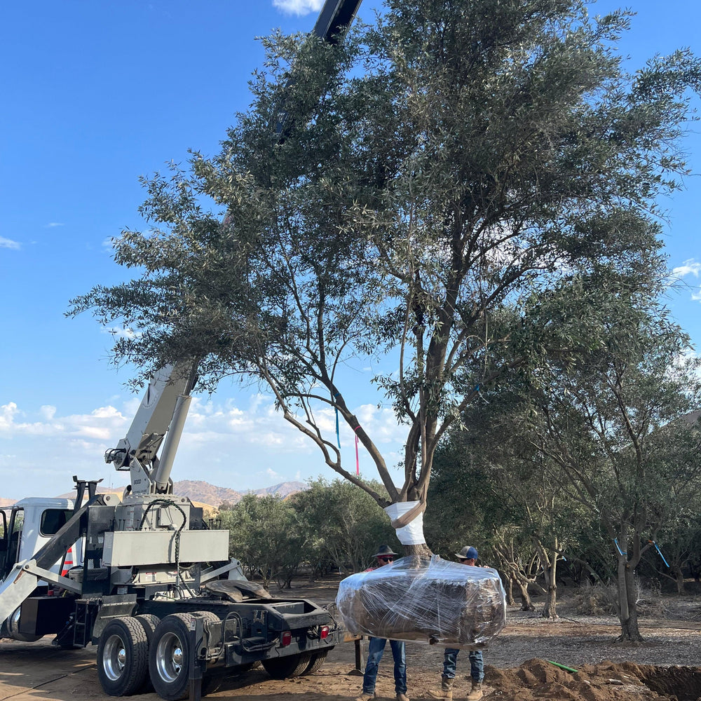 
                      
                        Kalamata Olive Tree
                      
                    