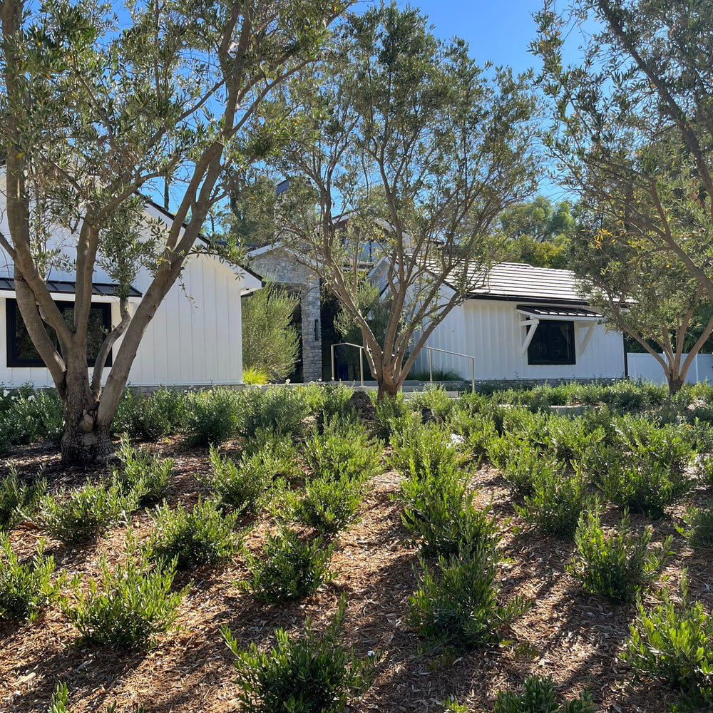 
                      
                        Kalamata Olive Tree
                      
                    