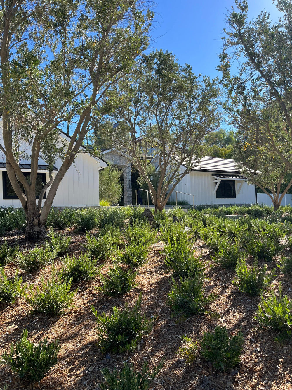 Kalamata Olive Tree