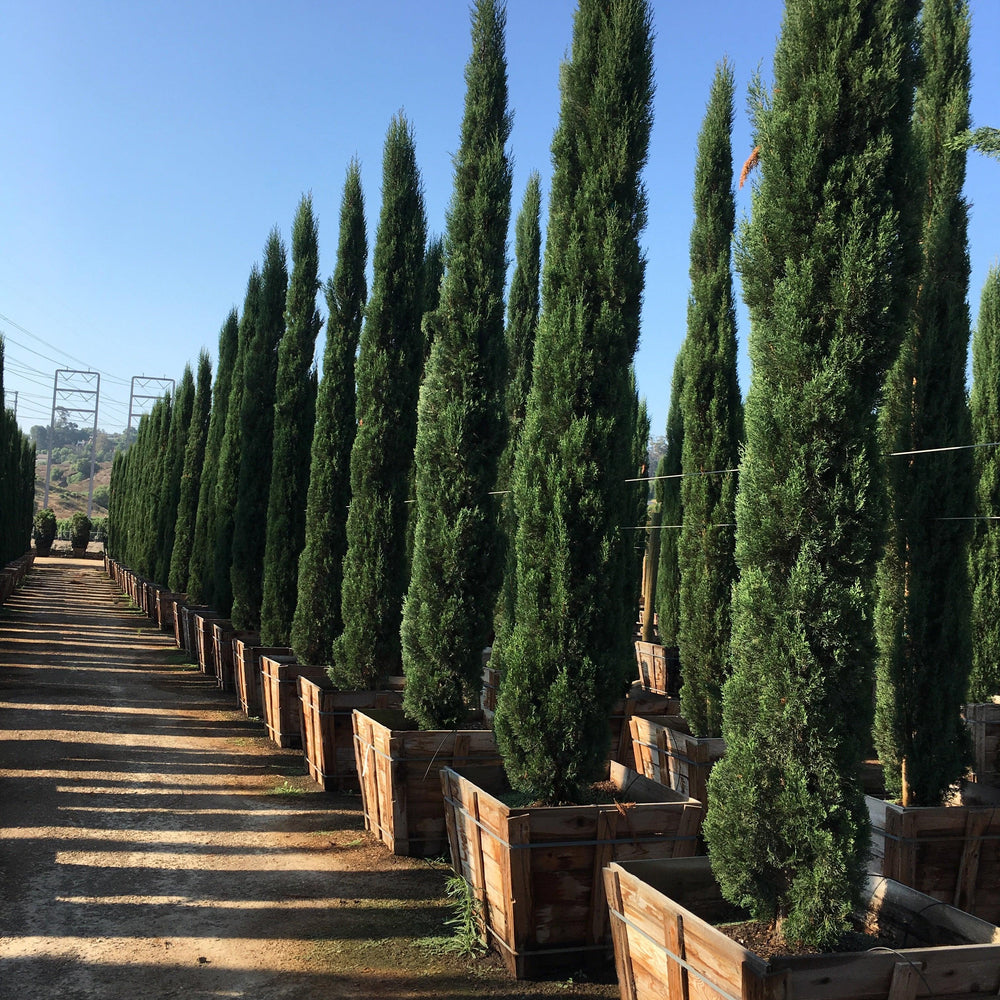 Blue Italian Cypress (Cupressus sempervirens ‘Glauca’)