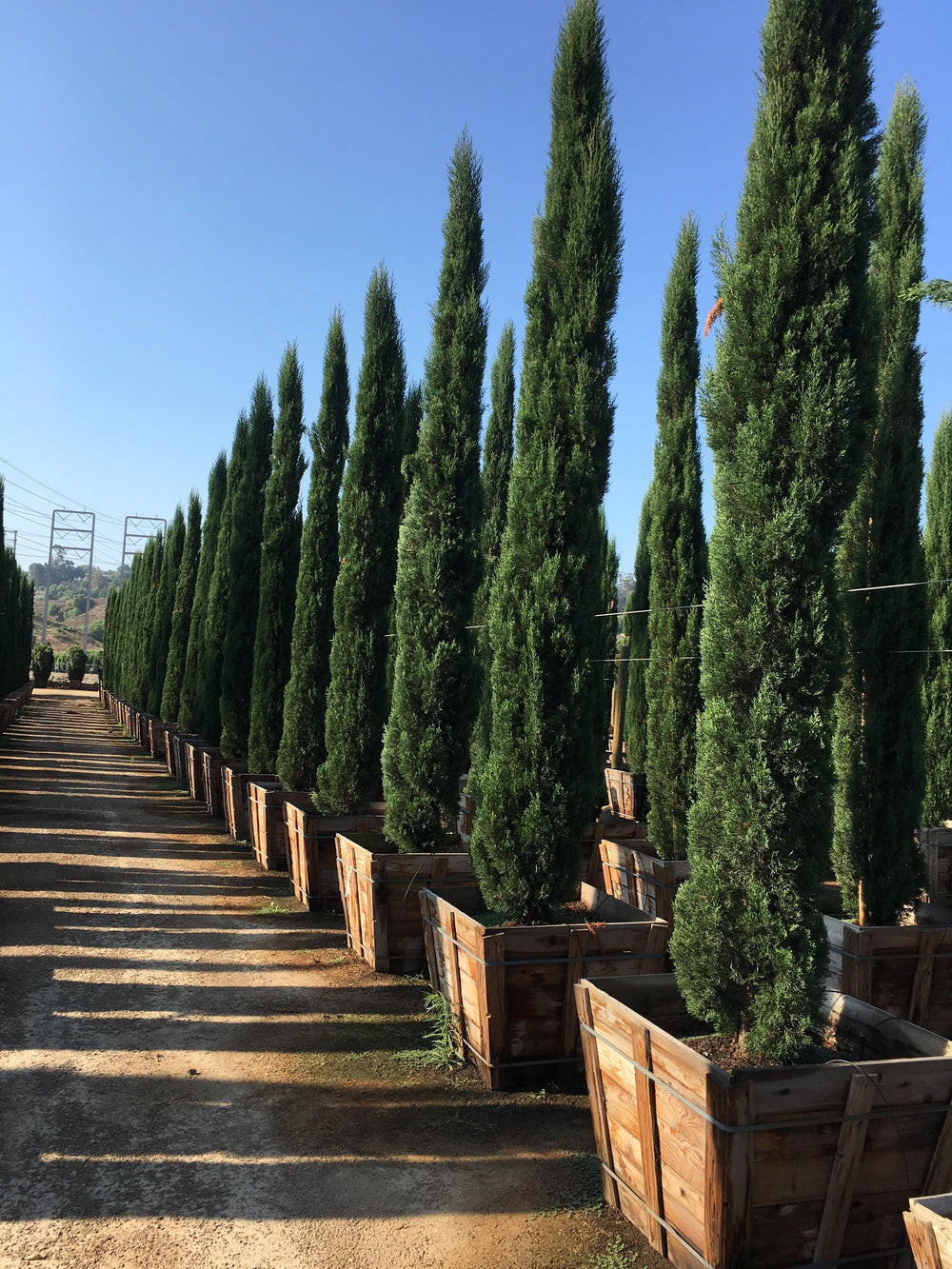 Blue Italian Cypress (Cupressus sempervirens ‘Glauca’)