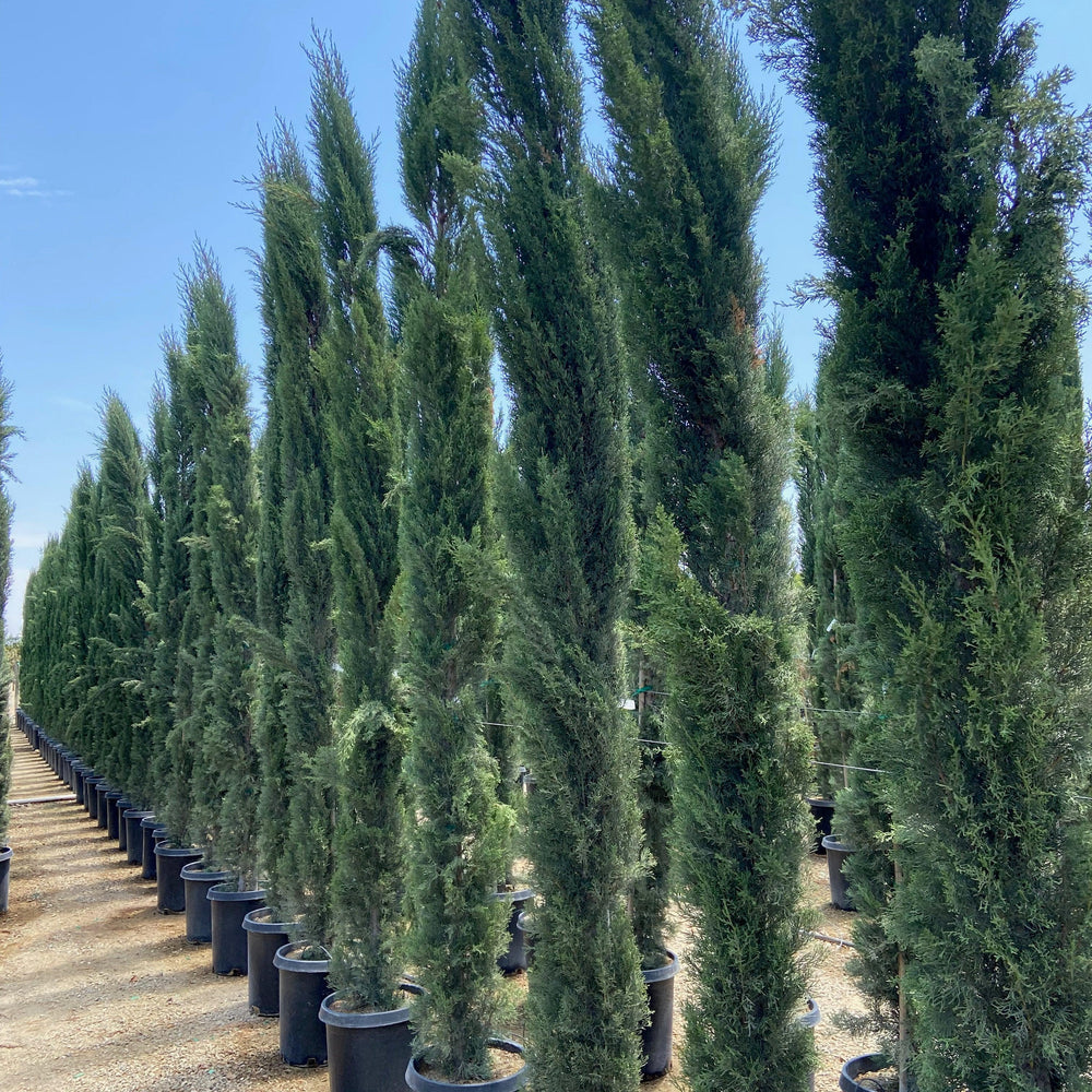 
                      
                        Italian Cypress (Cupressus sempervirens) - Pulled Nursery
                      
                    