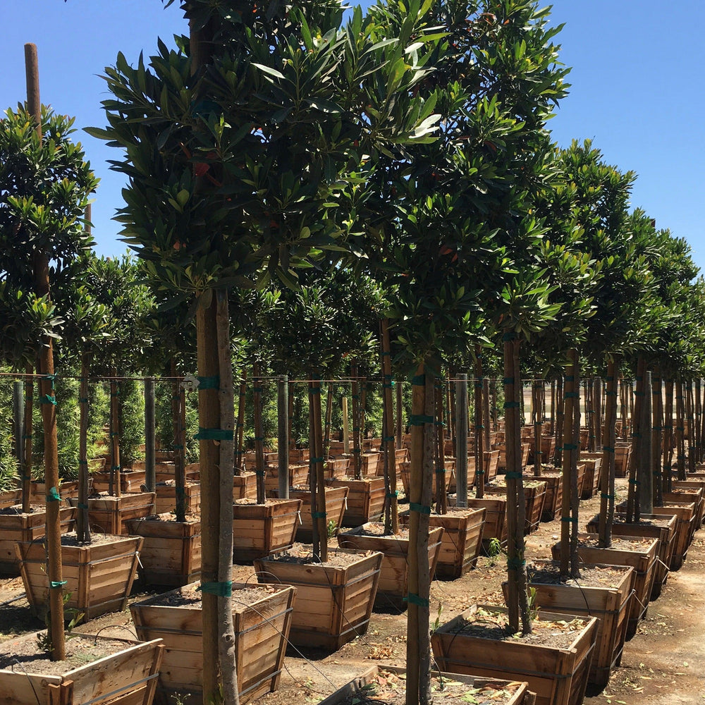 
                      
                        Japanese Blueberry Tree (Elaeocarpus Decipiens)
                      
                    