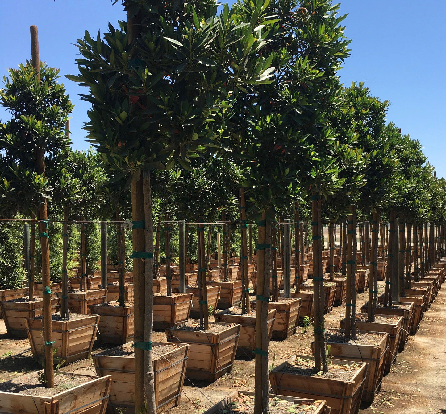 Japanese Blueberry Tree (Elaeocarpus Decipiens)