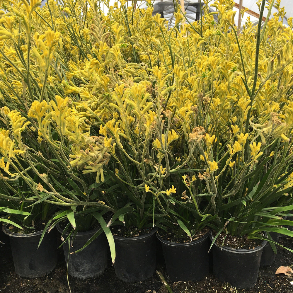 Kangaroo Paw (Anigozanthos)