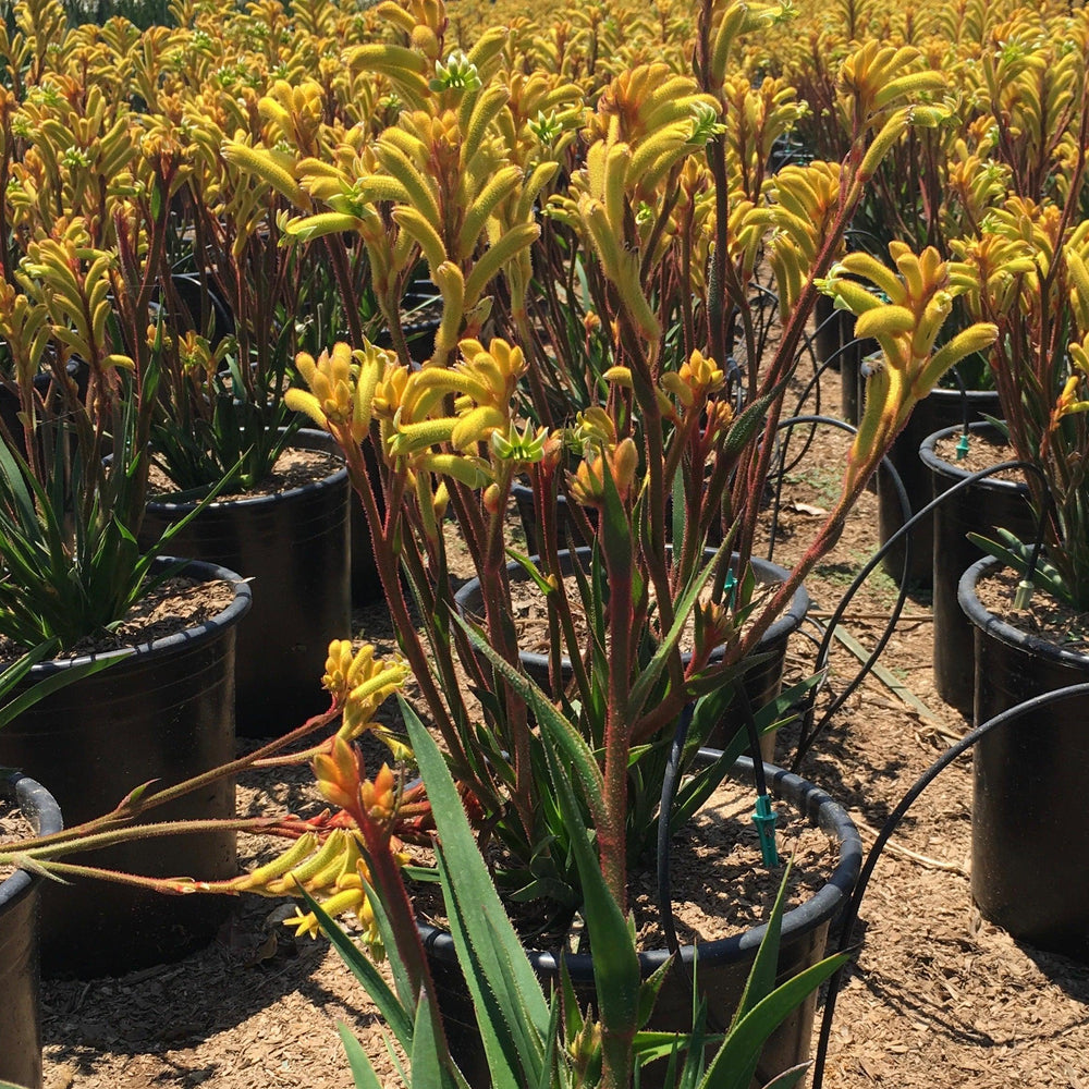 kangaroo palm plant Kangaroo Paw (Anigozanthos) – Yardwork