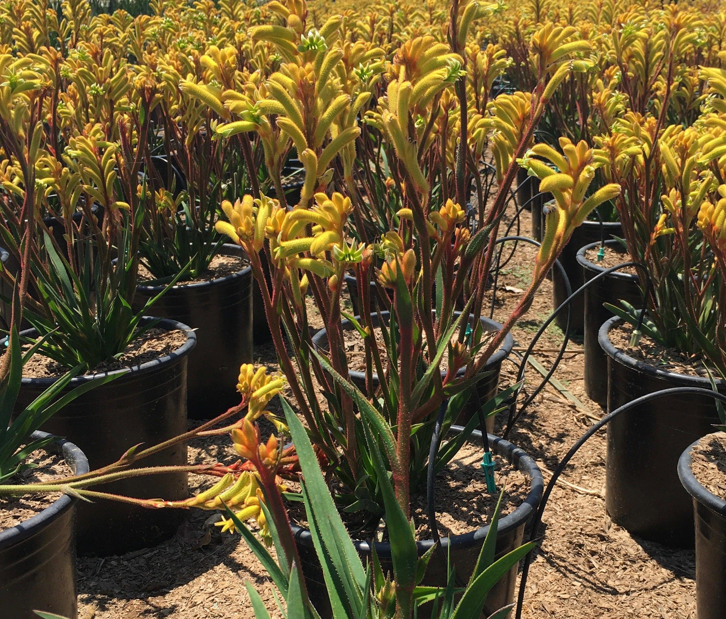 kangaroo paw pot plant Kangaroo Paw (Anigozanthos)