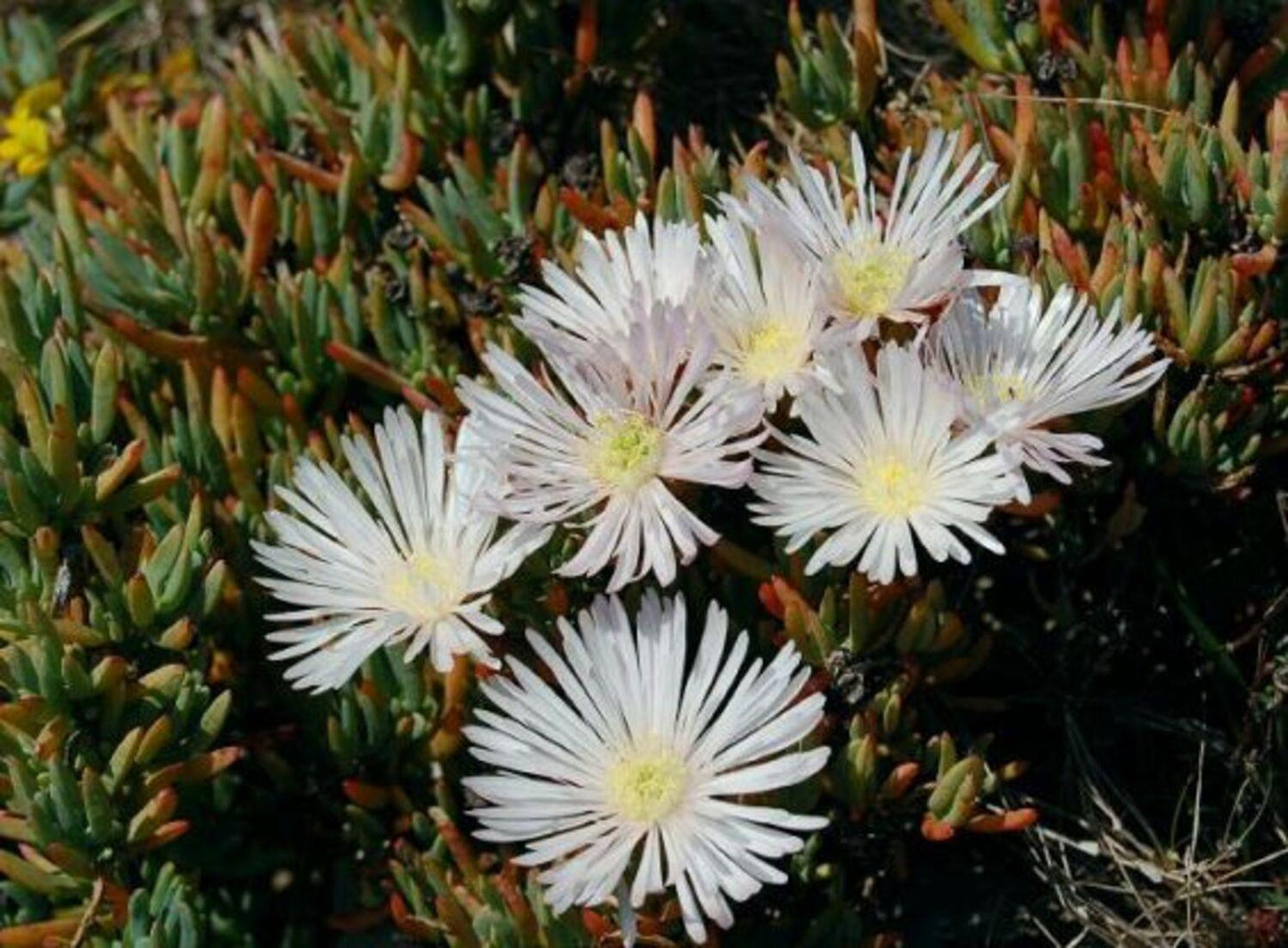 lampranthus succulent Lampranthus 'White'