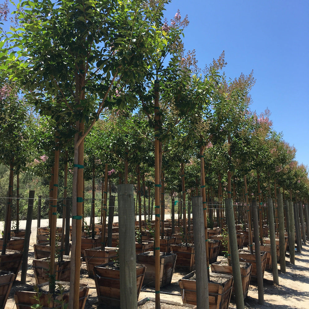 
                      
                        Lavender Crape Myrtle (Lagerstroemia indica x fauriei ‘Muskogee’)
                      
                    