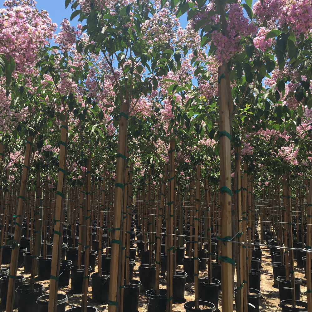 lavender myrtle tree Muskogee Crape Myrtle (Lagerstroemia indica x fauriei ‘Muskogee’)