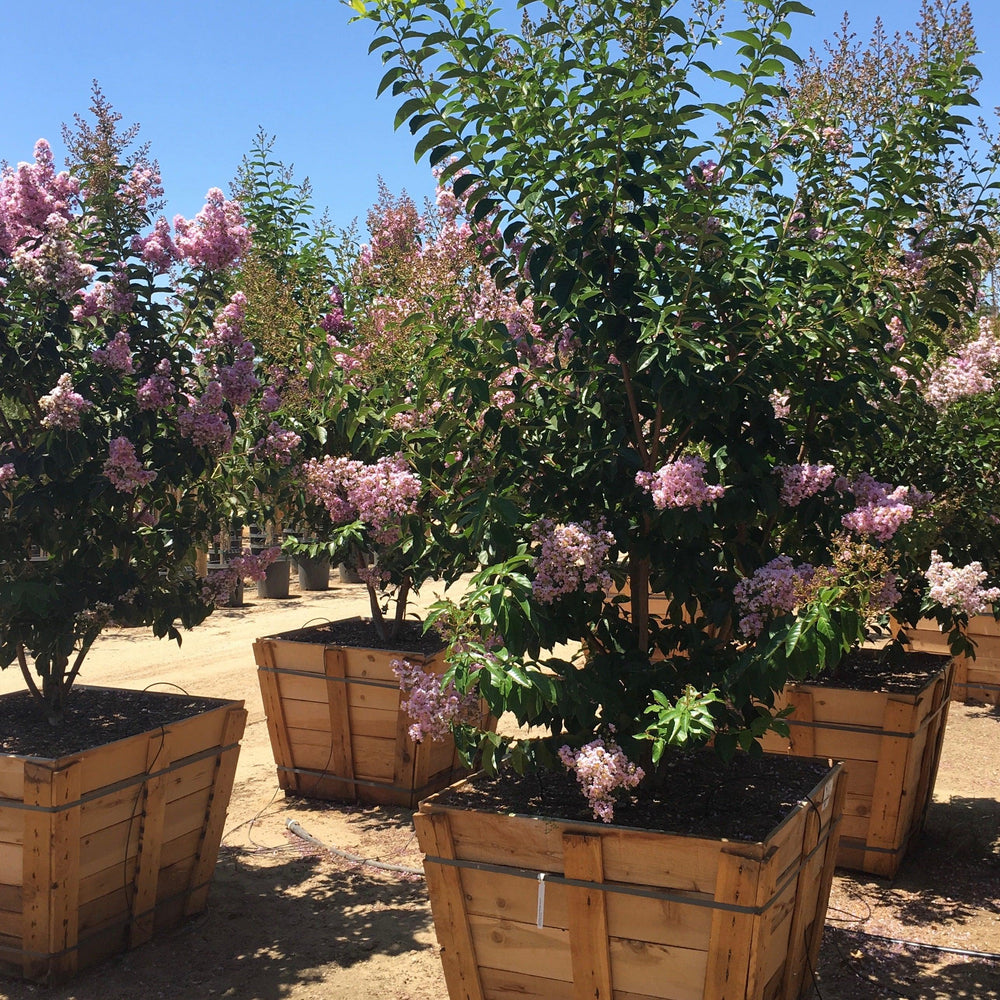 
                      
                        Lavender Crape Myrtle 
                      
                    