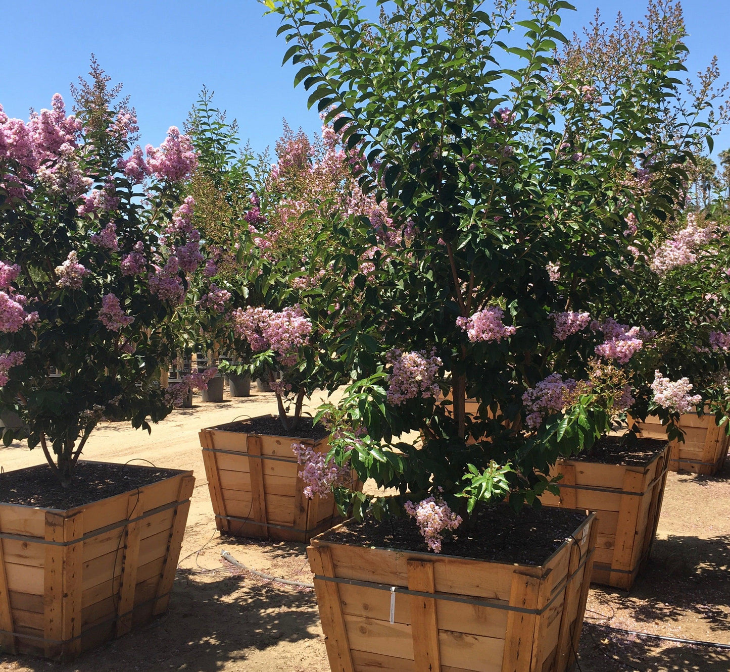 muskogee lavender crape myrtle tree Muskogee Crape Myrtle for Sale