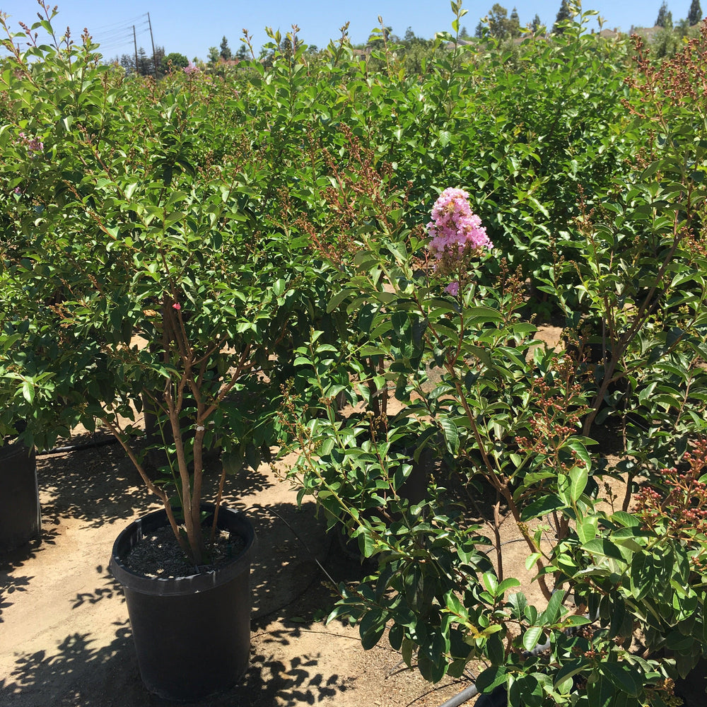 
                      
                        Lavender Crape Myrtle
                      
                    