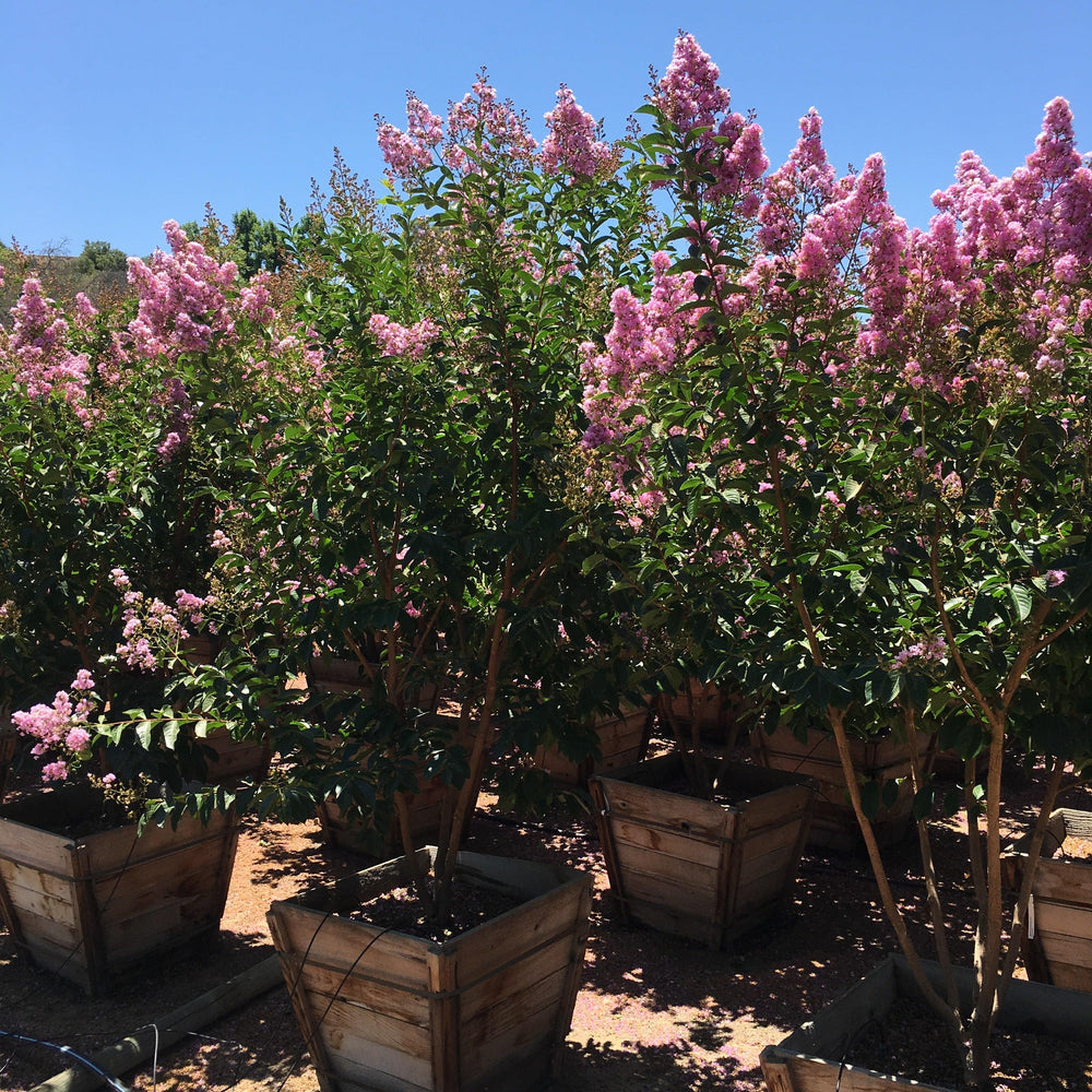 
                      
                        Lavender Crape Myrtle
                      
                    