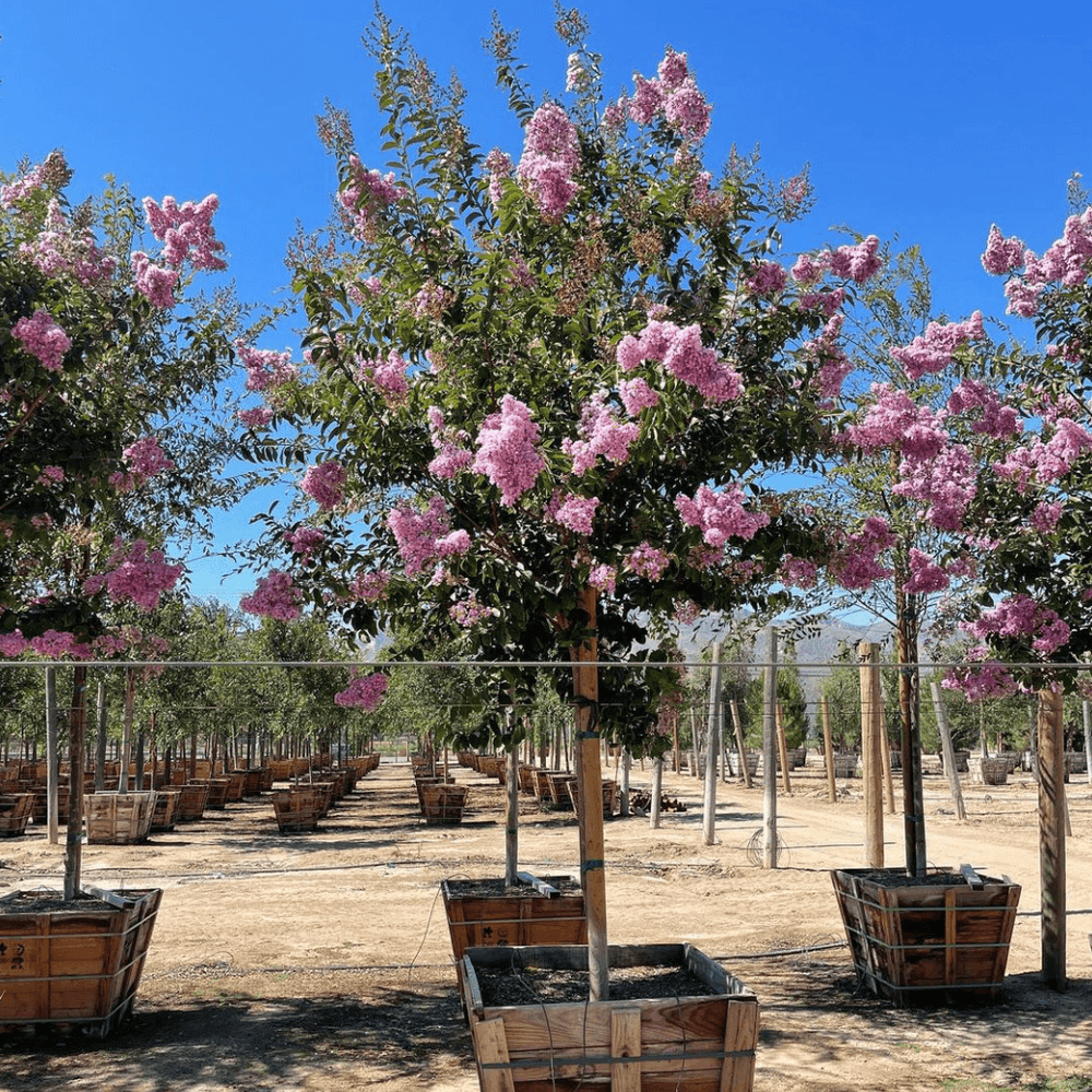 
                      
                        Lavender Crape Myrtle (Lagerstroemia indica x fauriei ‘Muskogee’) - Pulled Nursery
                      
                    