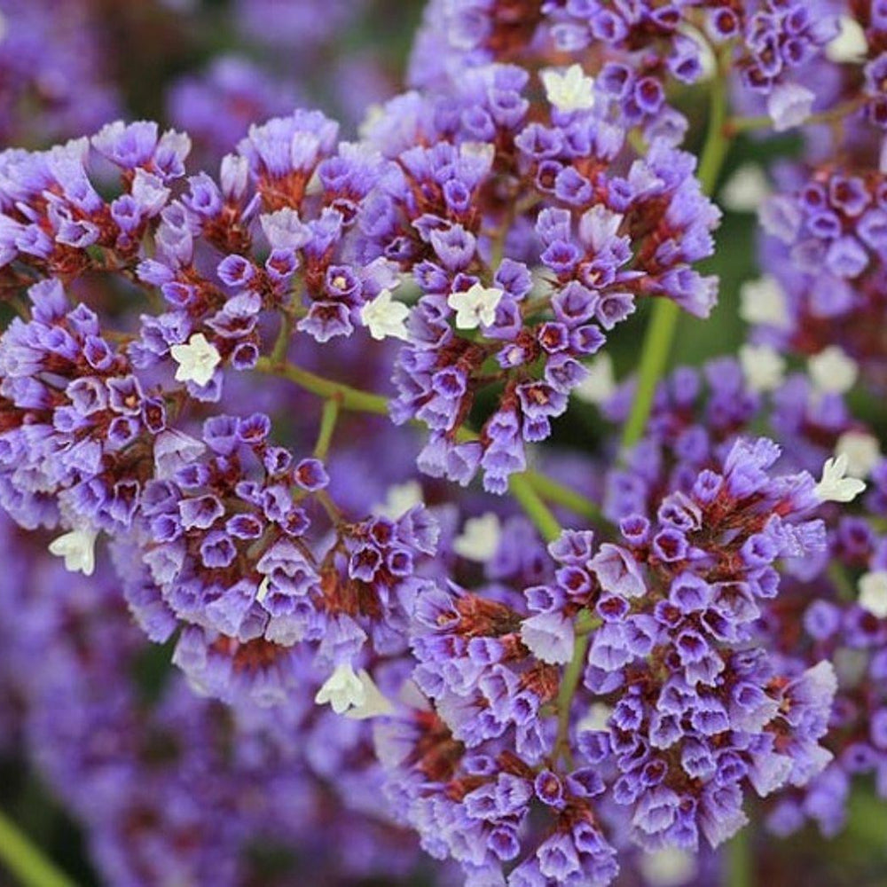 Limonium Perezii (Statice) - Pulled Nursery