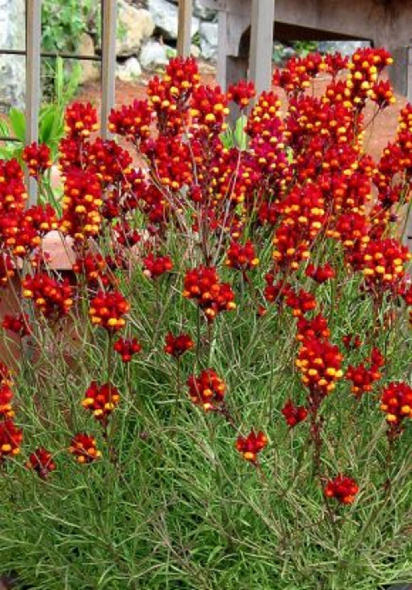 Linaria reticulata 'Flamenco' - Pulled Nursery