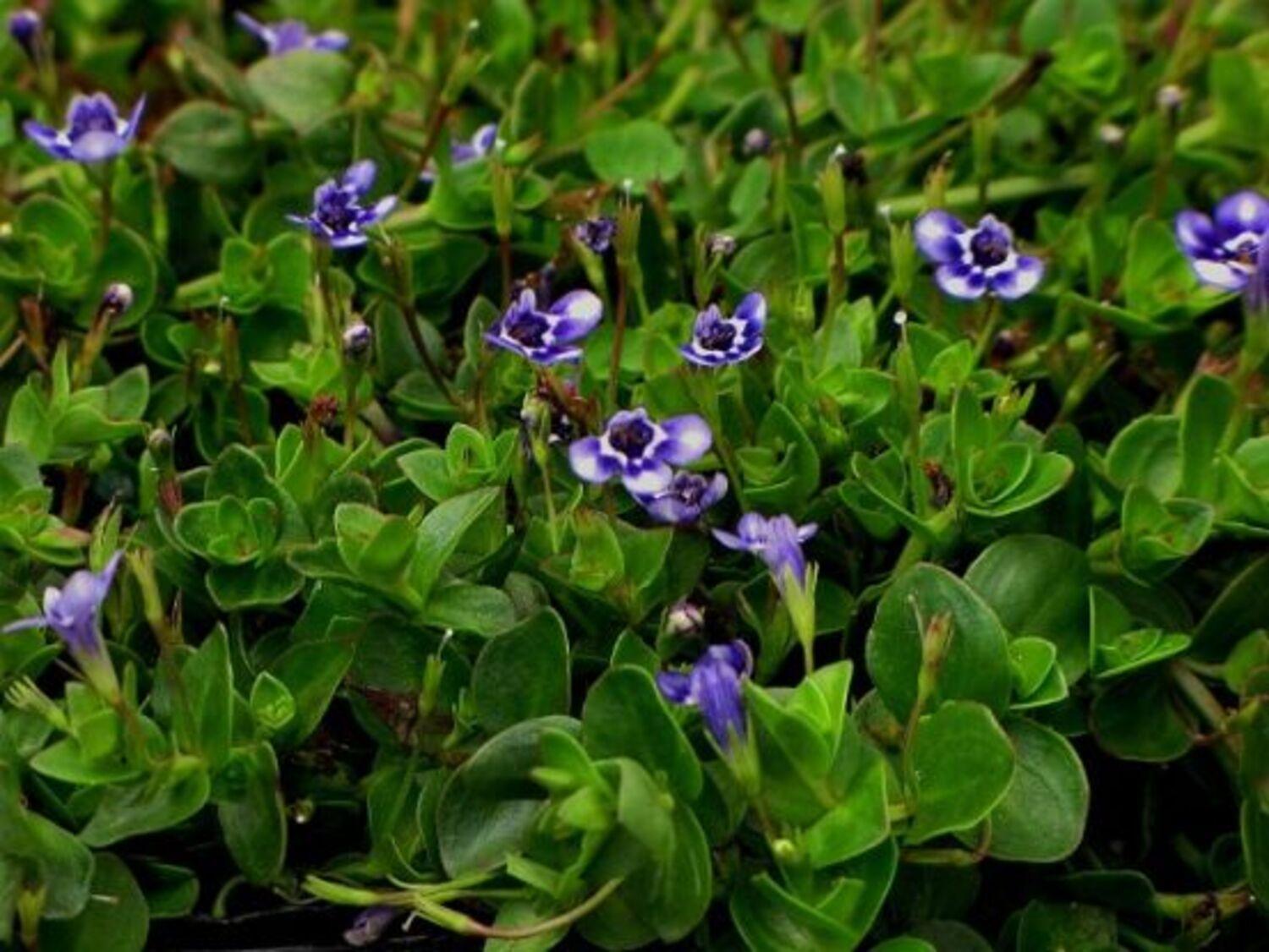 Lindernia Grandiflora – Yardwork