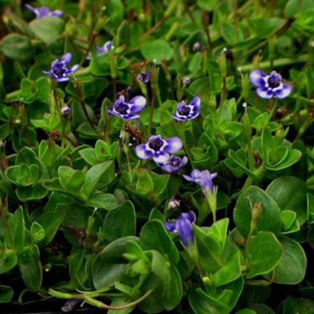 Lindernia Grandiflora - Pulled Nursery