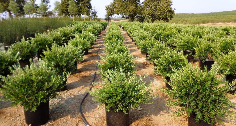 
                      
                        Little Ollie (Olea europaea ‘Petite Olive’)
                      
                    