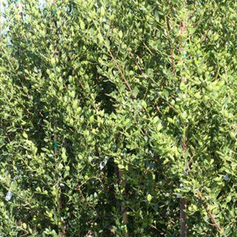 
                      
                        John Edwards Italian Buckthorn (Rhamnus alaternus 'John Edwards') - Pulled Nursery
                      
                    