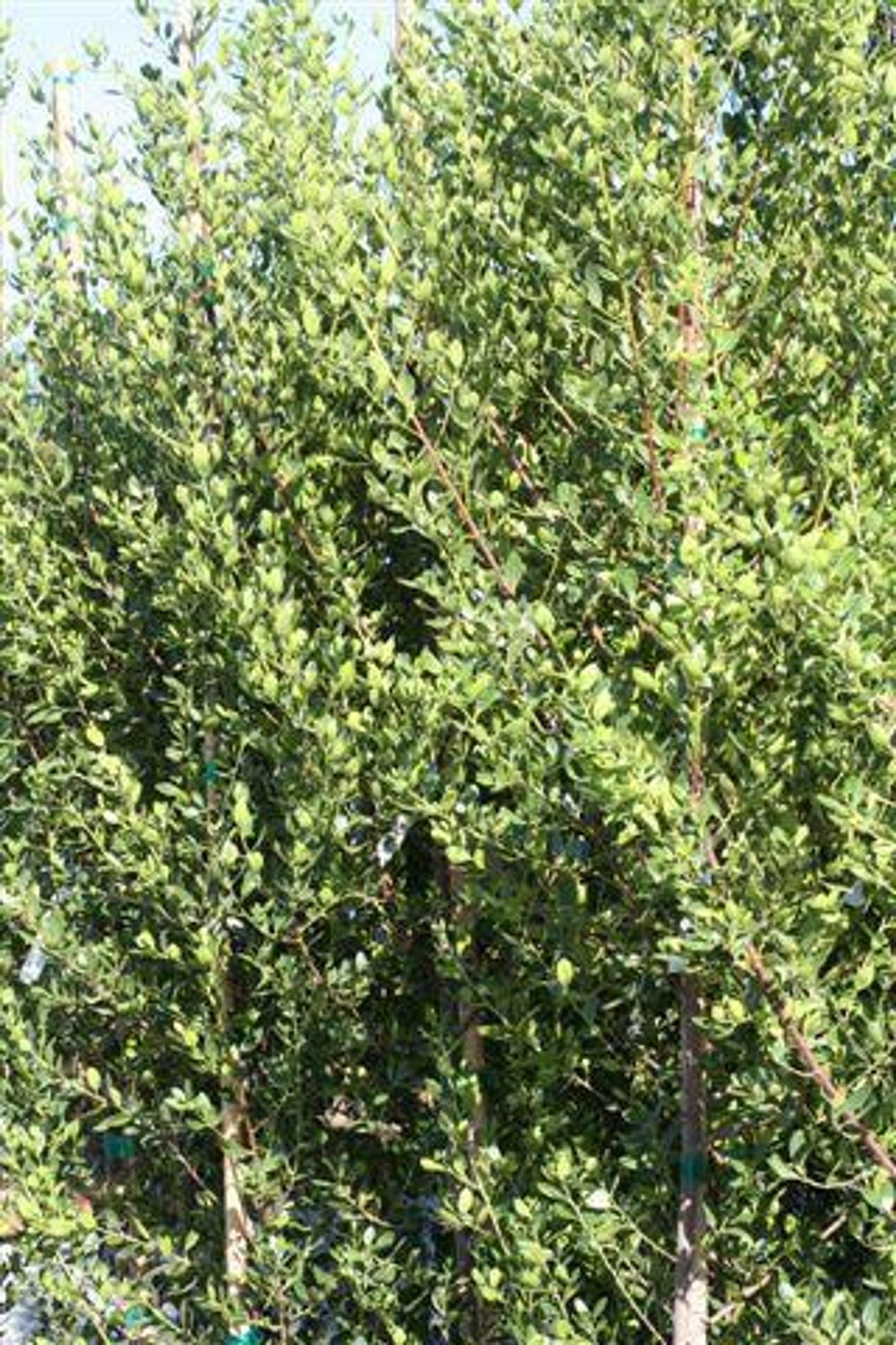 John Edwards Italian Buckthorn (Rhamnus alaternus 'John Edwards') - Pulled Nursery