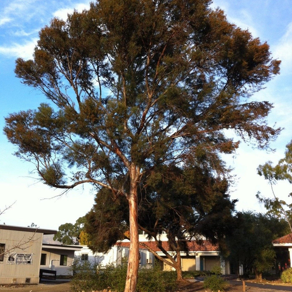 Swamp Mallet (Eucalyptus spathulata) - Pulled Nursery