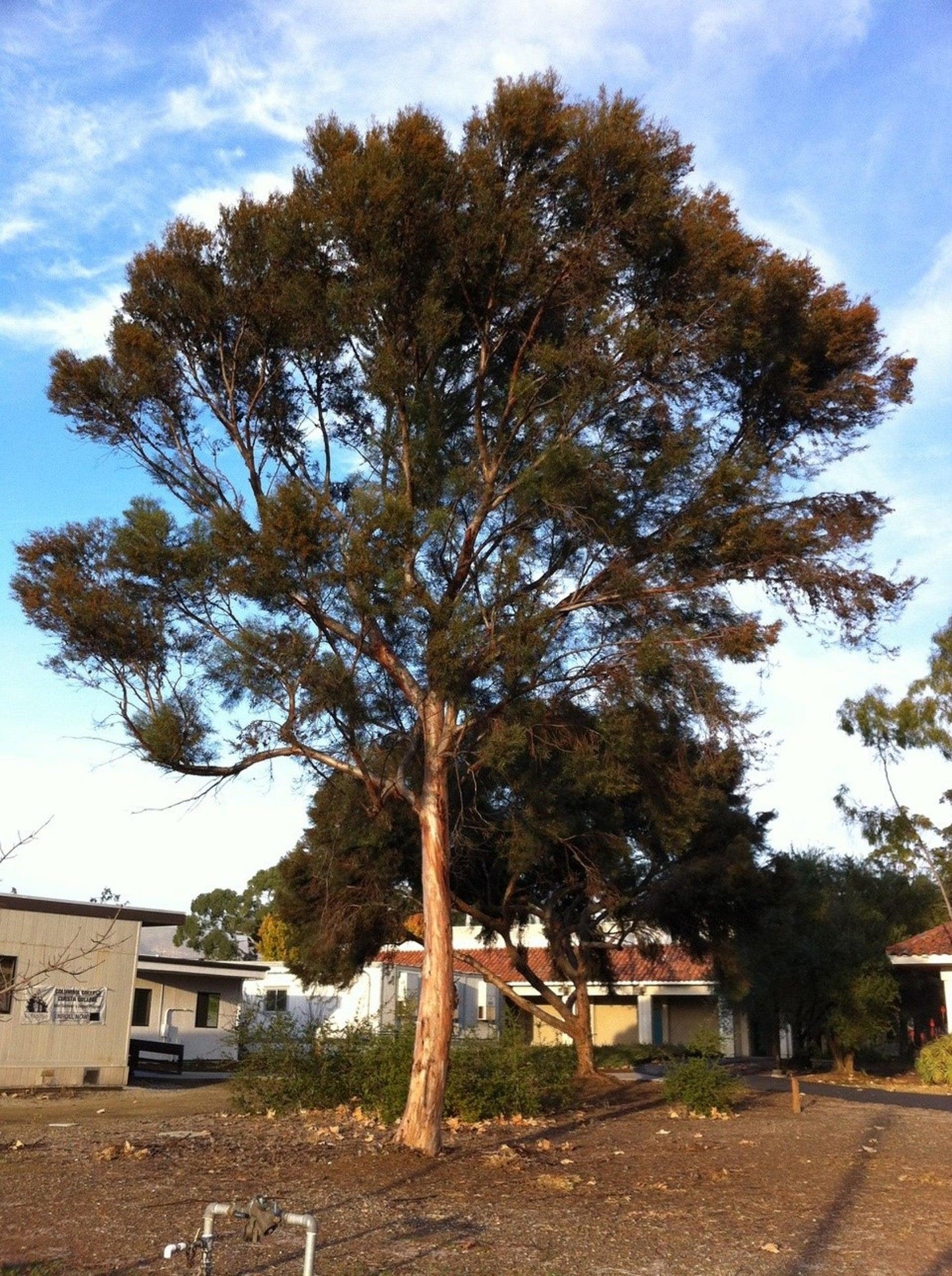 Swamp Mallet (Eucalyptus spathulata) - Pulled Nursery