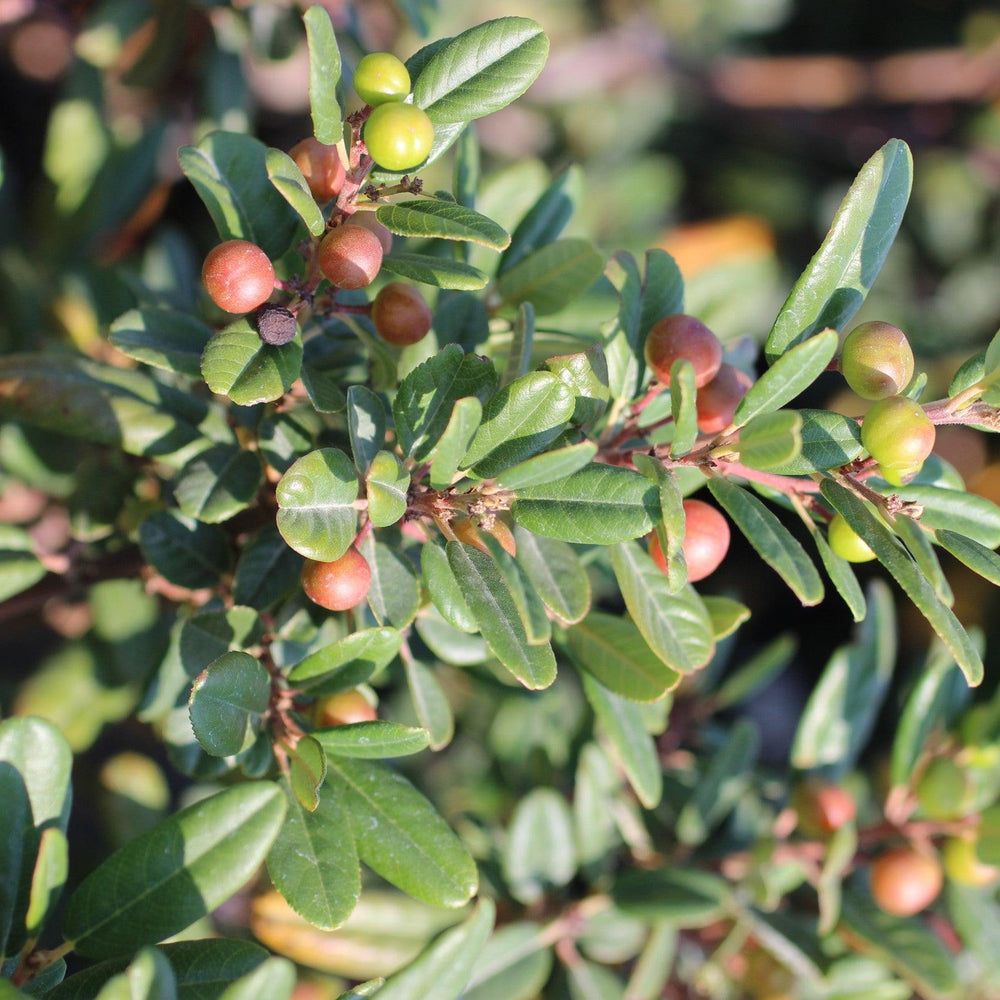 
                      
                        Leatherleaf Coffeeberry (Rhamnus californica 'Leatherleaf') - Pulled Nursery
                      
                    