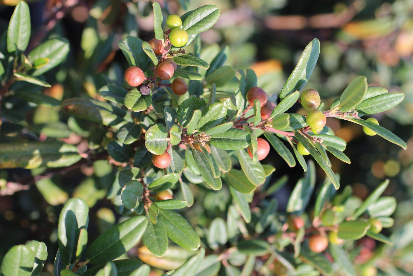 Leatherleaf Coffeeberry (Rhamnus californica 'Leatherleaf') - Pulled Nursery