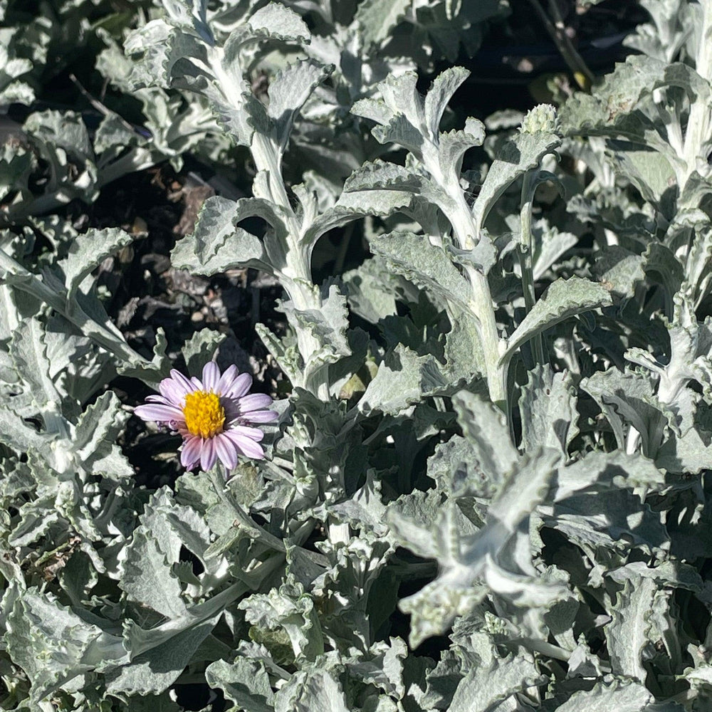 Silver Carpet California Beach Aster (Lessingia filaginifolia 'Silver Carpet') - Pulled Nursery