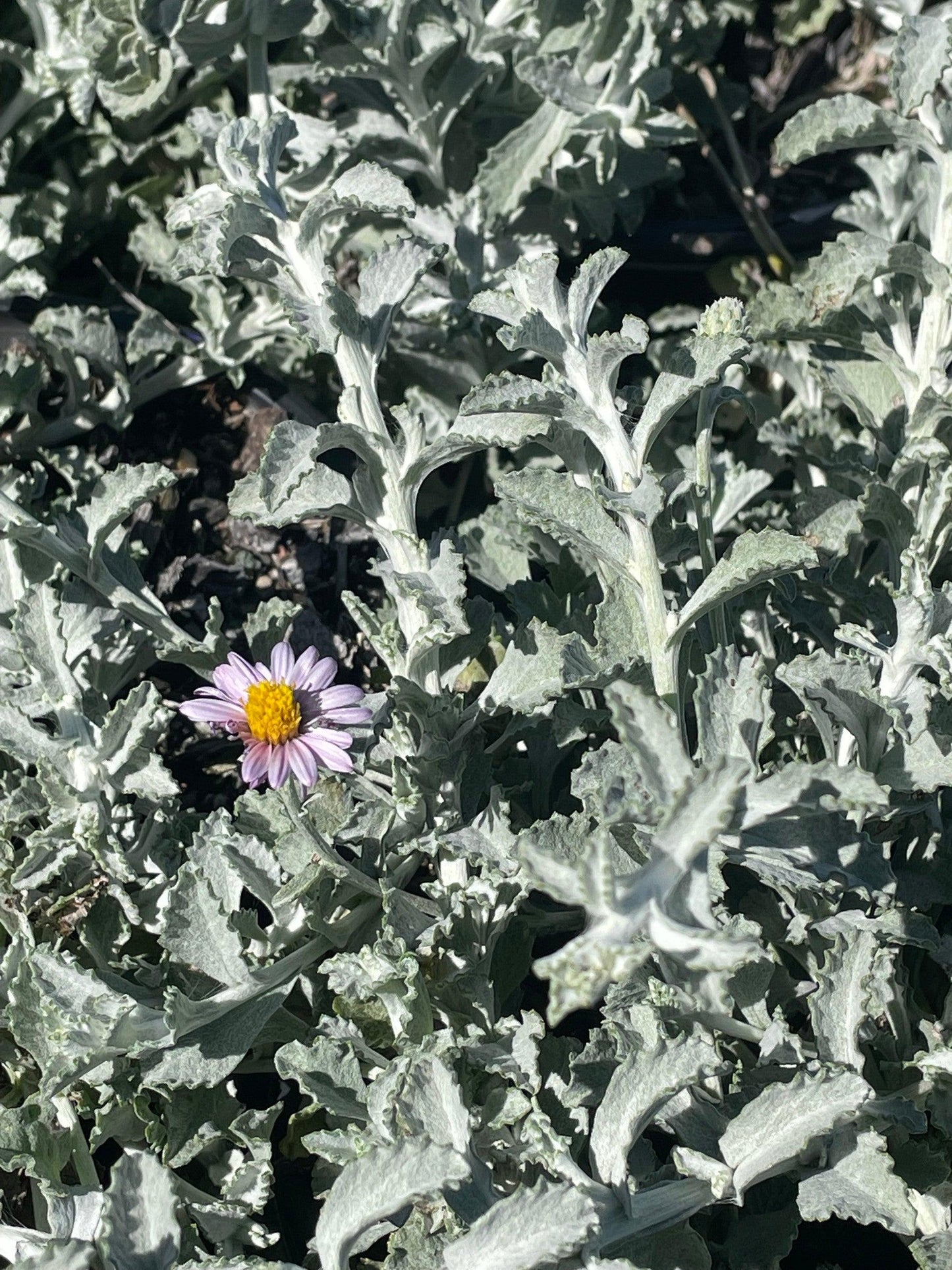 Silver Carpet California Beach Aster (Lessingia filaginifolia 'Silver Carpet') - Pulled Nursery