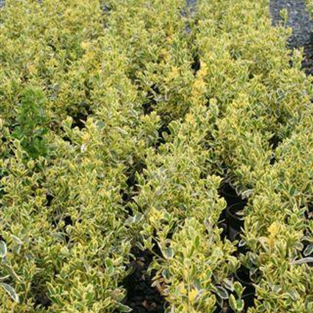 Silver King Euonymus (Euonymus japonicus 'Silver King') - Pulled Nursery