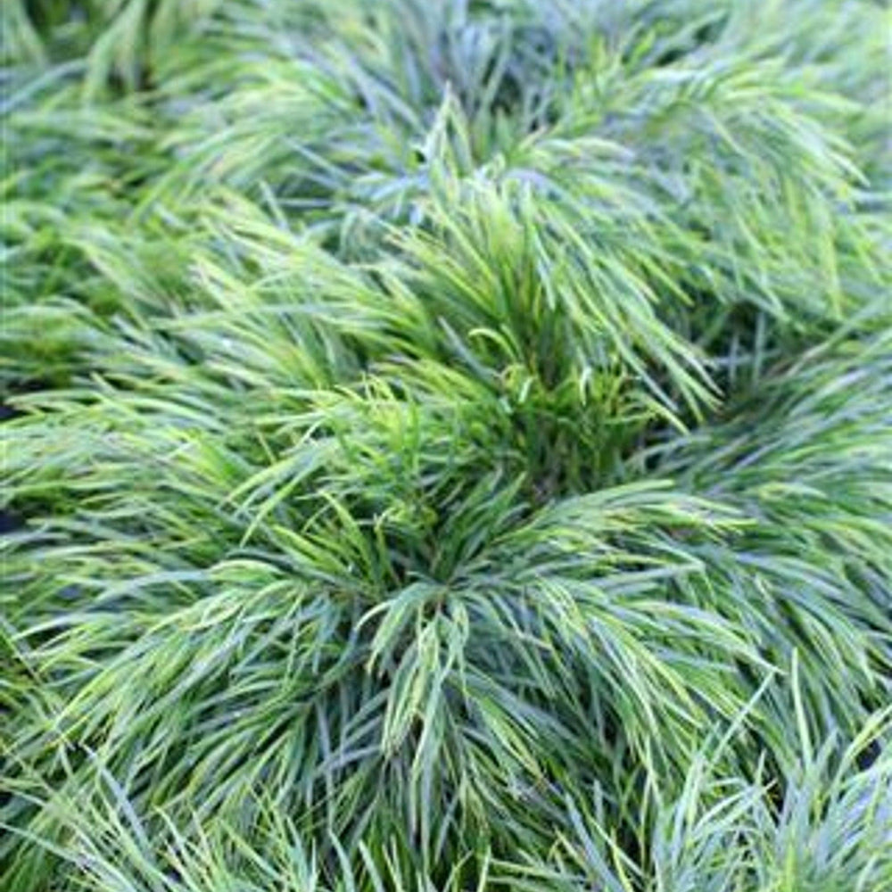 Cousin Itt Bower Wattle (Acacia cognata 'Cousin Itt') - Pulled Nursery