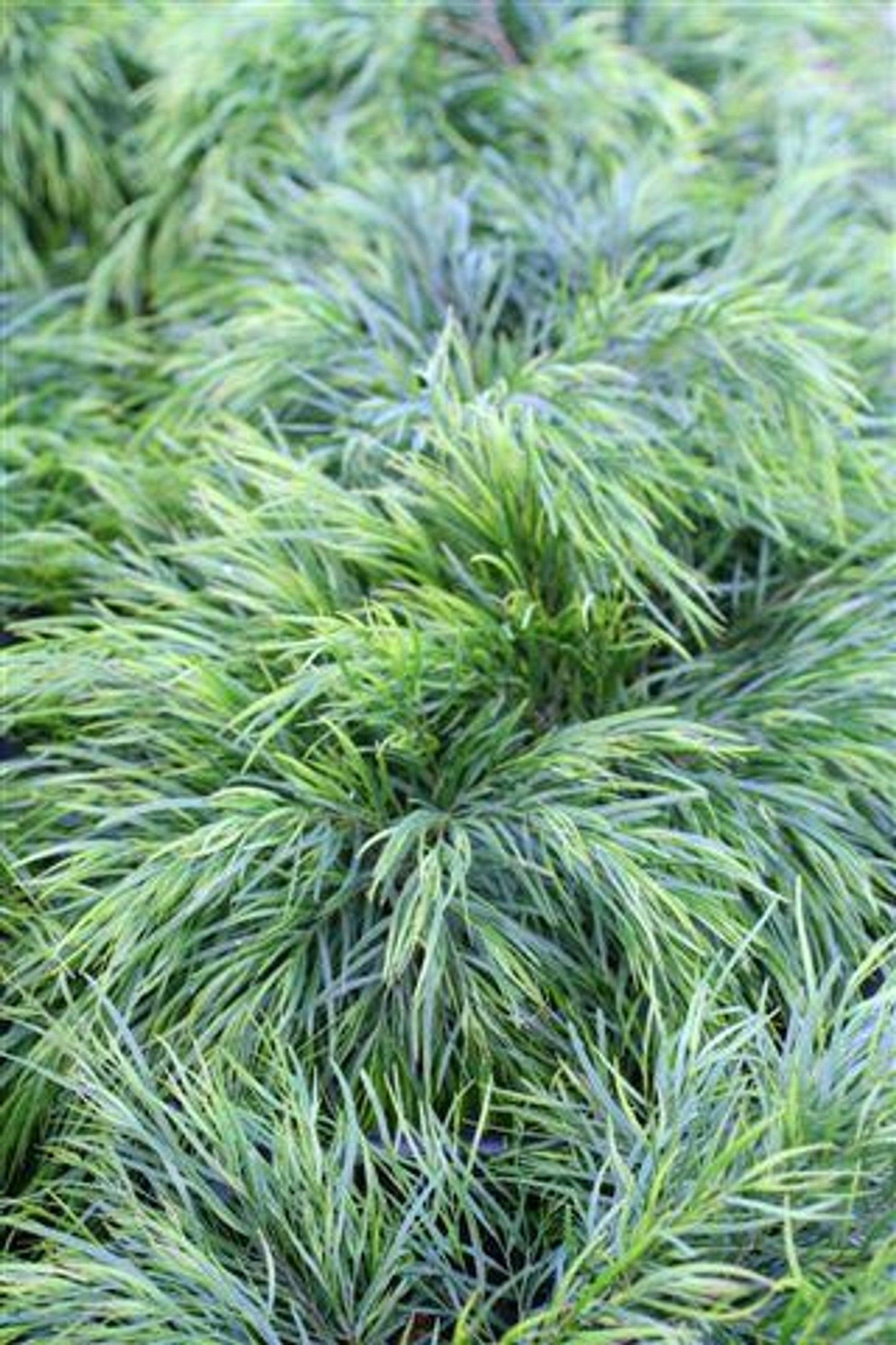 Cousin Itt Bower Wattle (Acacia cognata 'Cousin Itt') - Pulled Nursery