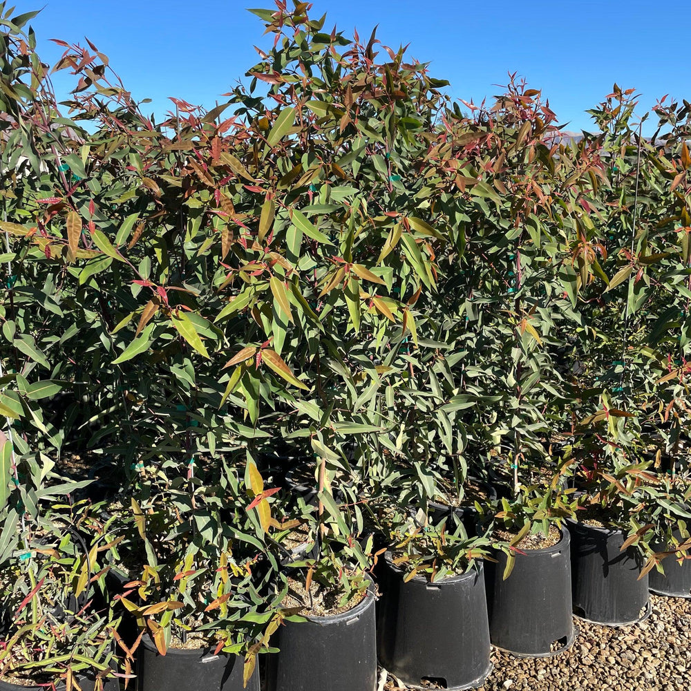 Sydney Red Gum (Angophora costata) - Pulled Nursery