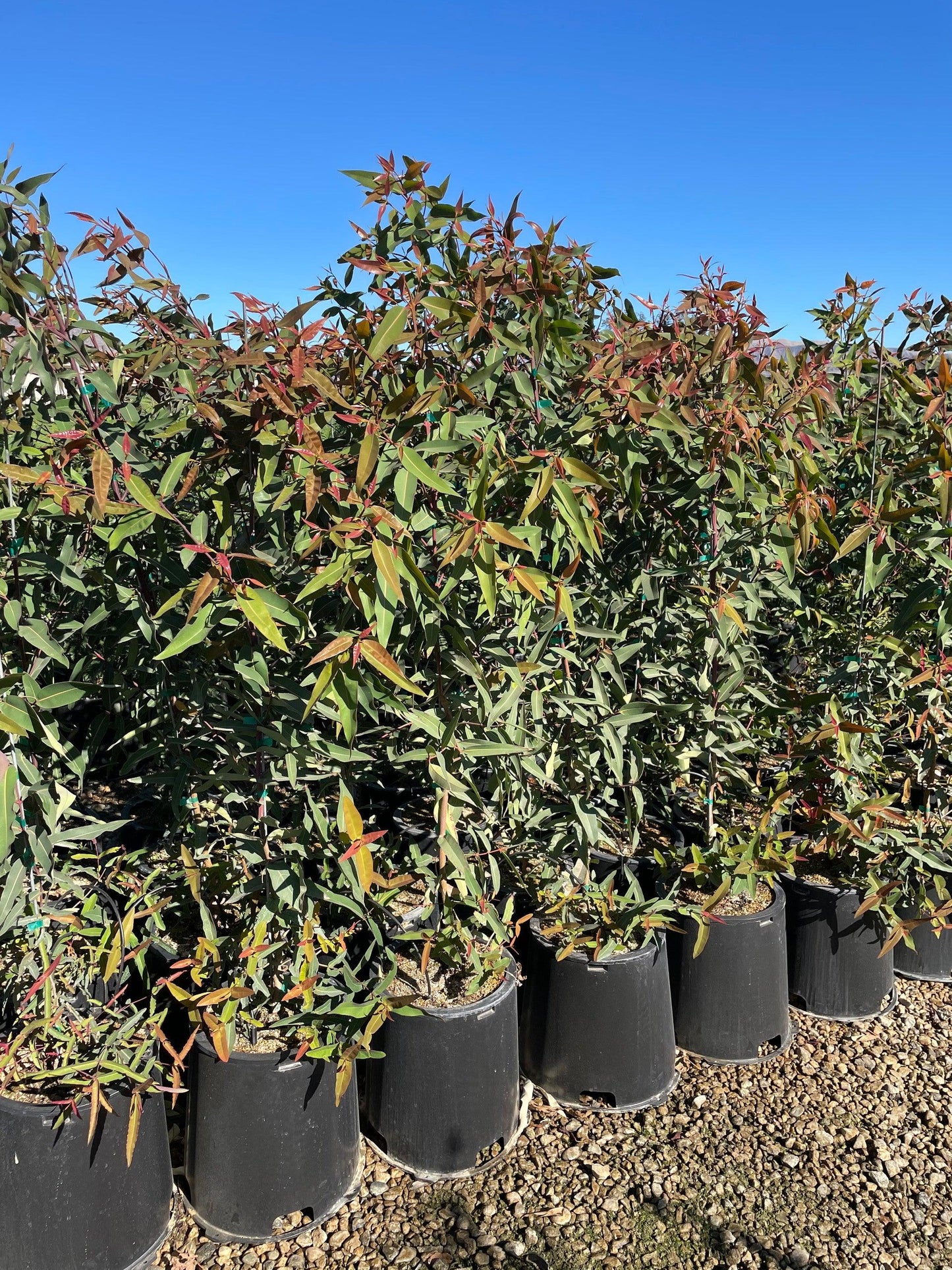 Sydney Red Gum (Angophora costata) - Pulled Nursery