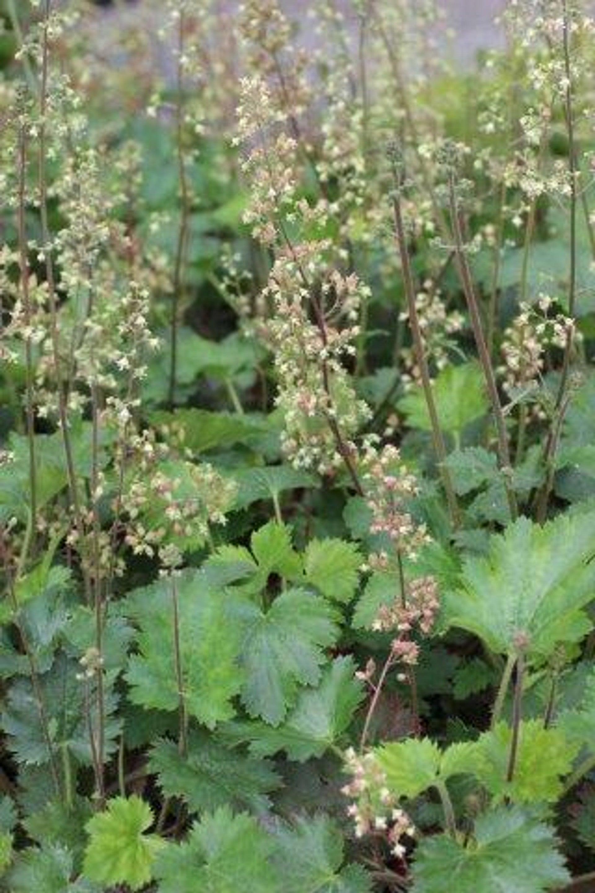 Island Alum Root (Heuchera maxima) – Yardwork