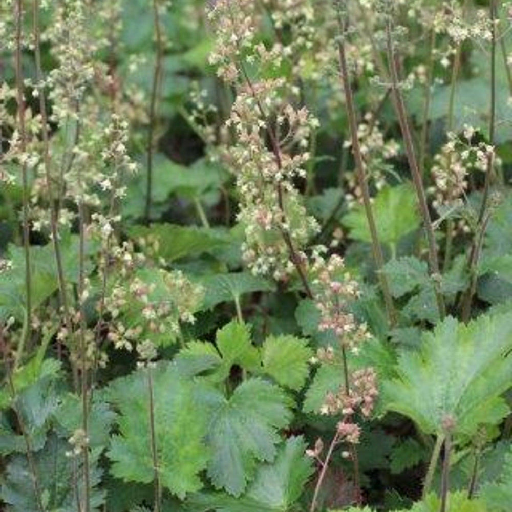 Island Alum Root (Heuchera maxima) - Pulled Nursery