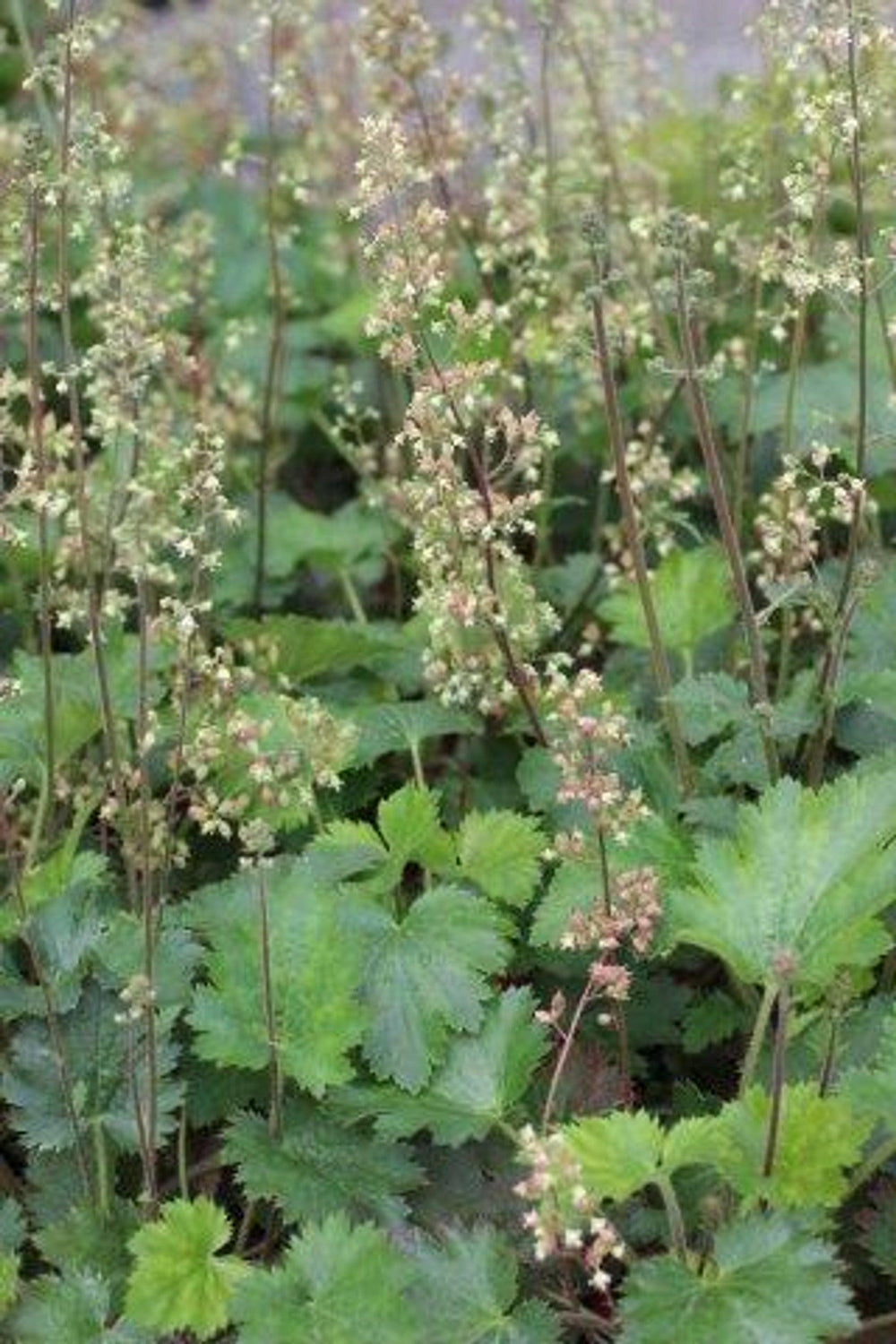 Island Alum Root (Heuchera maxima) - Pulled Nursery