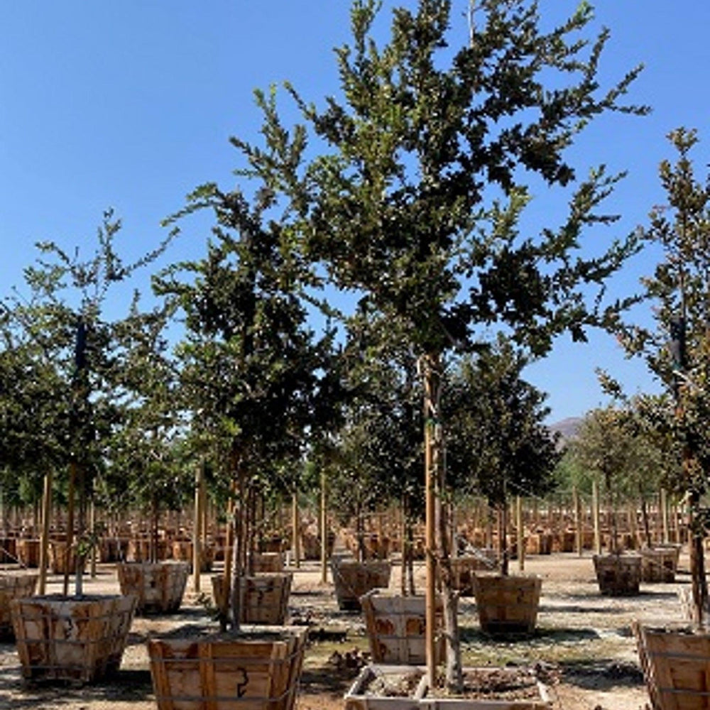 Island Oak (Quercus tomentella) - Pulled Nursery