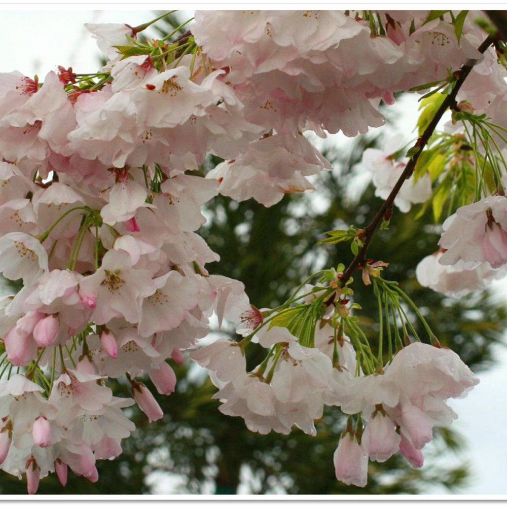 Akebono Yoshino Flowering Cherry (Prunus x yedoensis 'Akebono') - Pulled Nursery