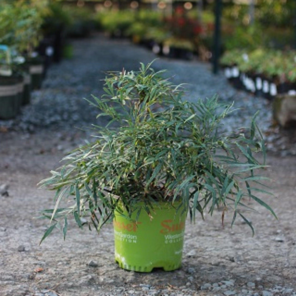 Soft Caress Grape Holly (Mahonia eurybracteata 'Soft Caress') - Pulled Nursery