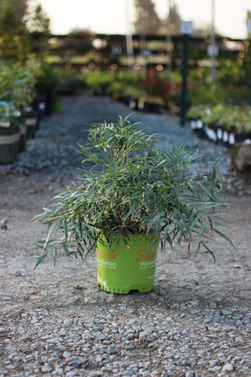 Soft Caress Grape Holly (Mahonia eurybracteata 'Soft Caress') - Pulled Nursery