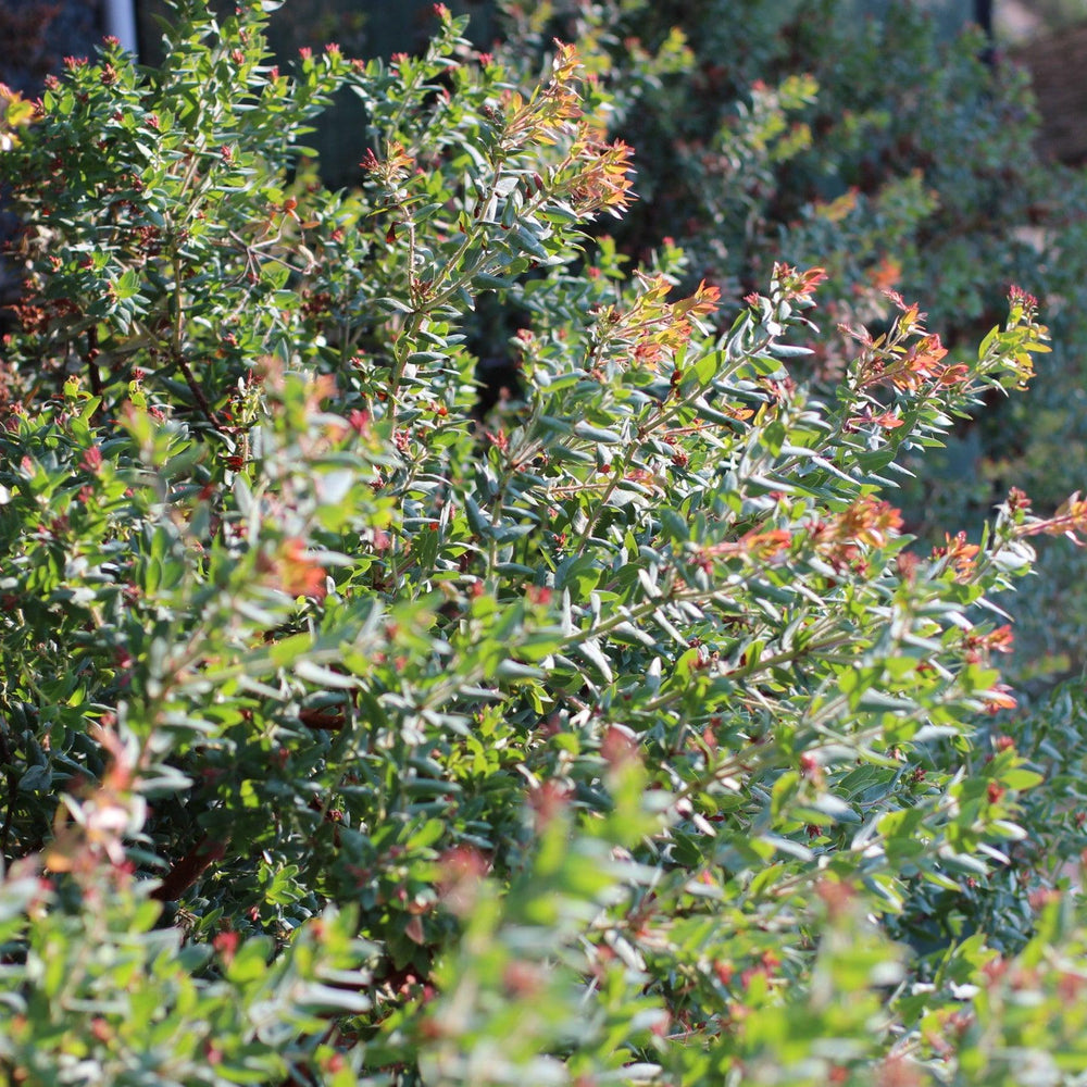 Paradise Pajaro Manzanita (Arctostaphylos pajaroensis 'Paradise') - Pulled Nursery