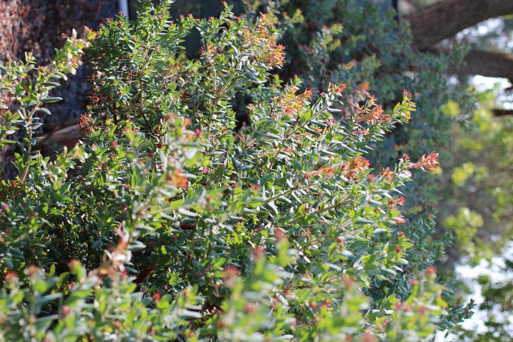 Paradise Pajaro Manzanita (Arctostaphylos pajaroensis 'Paradise') - Pulled Nursery