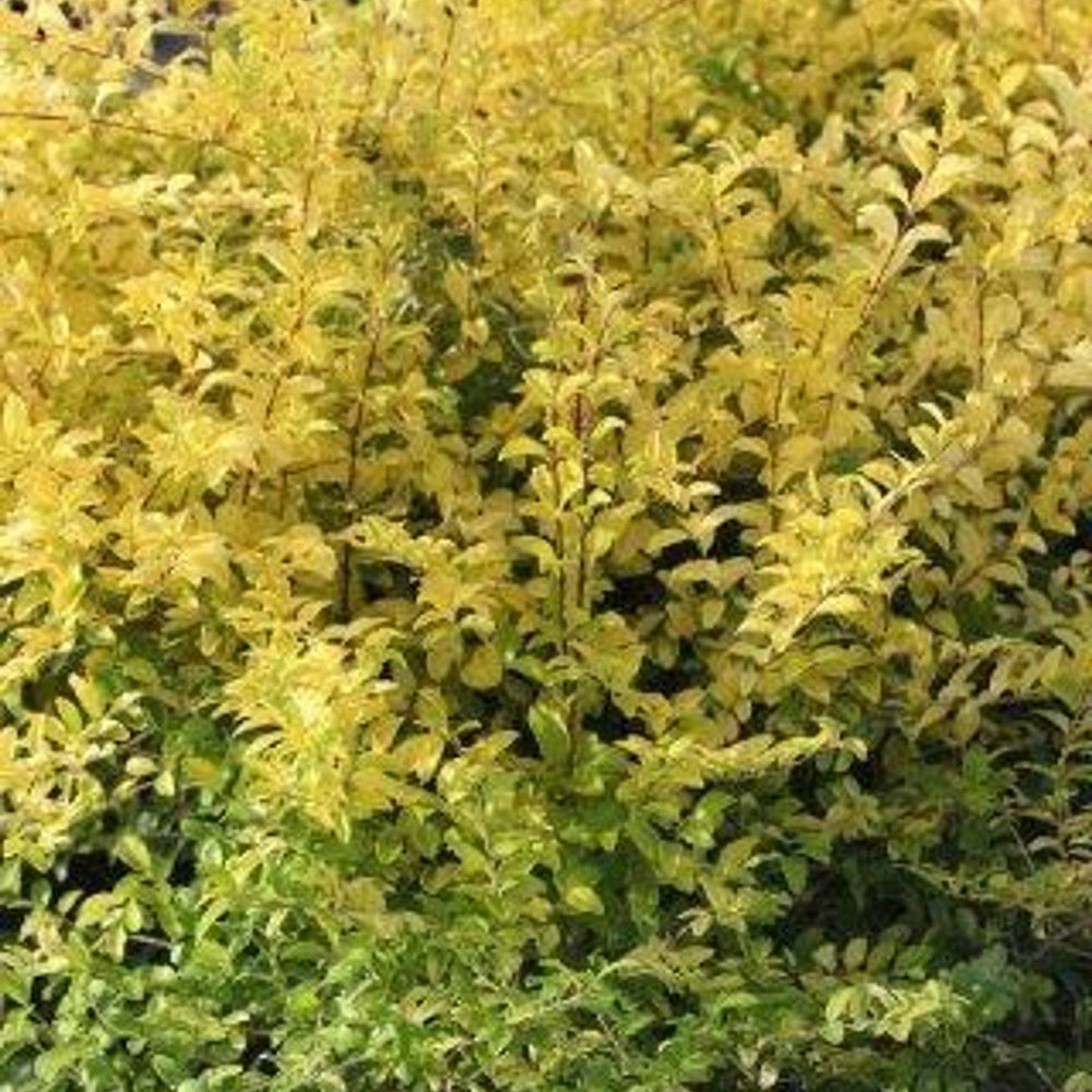 Ligustrum Sinensis 'SUNSHINE' - Pulled Nursery